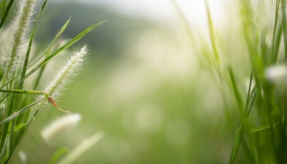 close up beautiful nature view grass flower under sunlight with bokeh and copy space using as background natural plants landscape fresh ecology cover concept