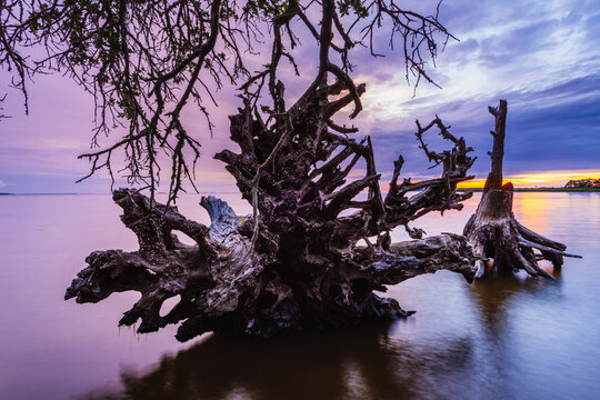 A fallen live oak in a transition zone between brackish marsh and open sound at the Nags Head Woods Preserve, North Carolina