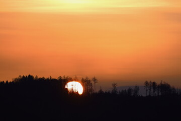 Sunrise from behind silhouettes of coniferous trees that colored sky into red. 