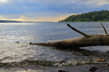 Cloudy summer landscape at a lake. Old log tree trunk at the shore. One day in June 2023. Mälaren, Stockholm, Sweden.