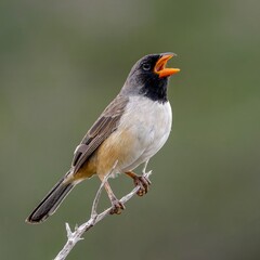 Black-throated saltator (Saltatricula atricollis)