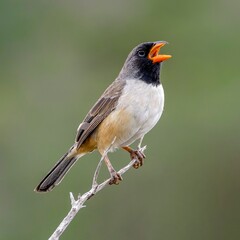 Black-throated saltator (Saltatricula atricollis)