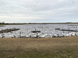 A view of Martin Mere Nature Reserve