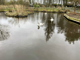 swan on the lake