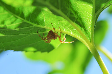 Naklejka premium garden spider on sunflower leaf on summer day