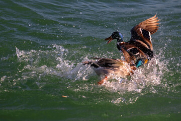 Fighting ducks, Anatidae in the water - obrazy, fototapety, plakaty