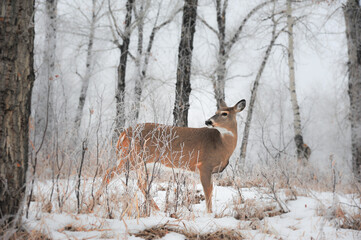 single white tail deer in winter forest on snowy day