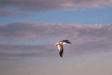 Flying seagull on cloudy background.
