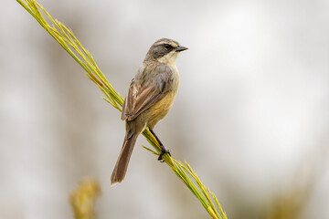 Long-tailed Reed Finch (Donacospiza albifrons)