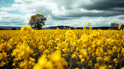 Rapeseed field landscape. Blooming mustard on a cloudy sky background. Canola plants with yellow flowers. Biofuel and green renewable energy concept