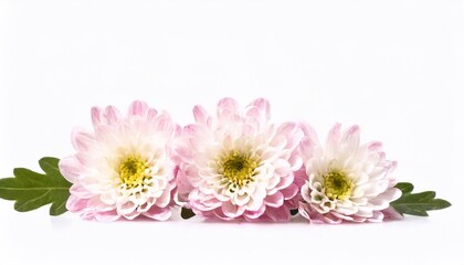 White chrysanthemum flowers isolated on a white