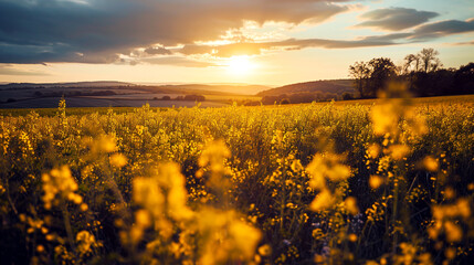 Rapeseed field landscape on sunset. Blooming mustard. Canola plants with yellow flowers. Biofuel and green renewable energy concept