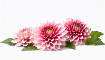pink dahlia flowers isolated on white background. studio shot