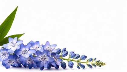 Blue flowers of lupine on a white background with copy space