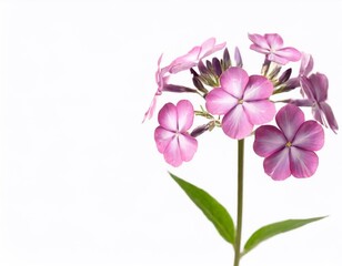 Pink phlox flower isolated on white background. Studio shot.