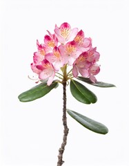 Pink rhododendron flower isolated on white background. Studio shot.