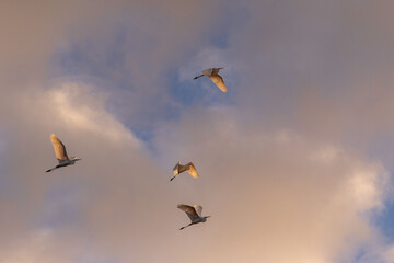 Flying flock of birds in formation, cloudy background.