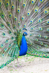 Peacock portrait. Beautiful colourful peackock feather