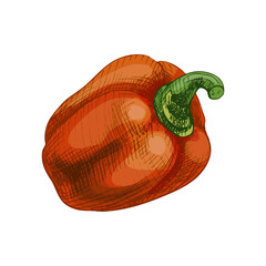 Whole sweet red bell peppers. Vector vintage hatching color illustration.