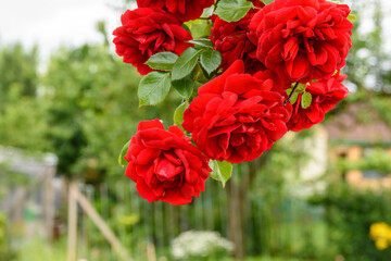 Piękne czerwone róże w ogrodzie. Róża. Rose.