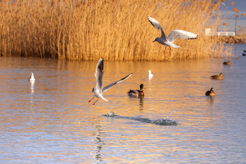 Flock of seagulls in flight and in the water among the ducks, with golden reeds in the background, Hungary, Lake Balaton