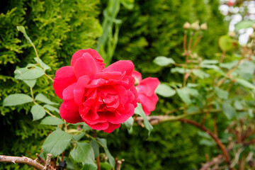 Róża, wiosna. Piękny kwiat w ogrodzie