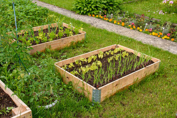 Skrzynki z warzywami. Ogród. 