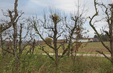 Looking through commercial fruit trees across a field