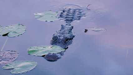 high angle front view of an alligator with its jaws under a lily pad