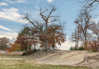 Obraz premium Stark autumn trees on a sandy bank