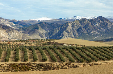 The olive groves of the Sierra Nevada mountains in Spain
