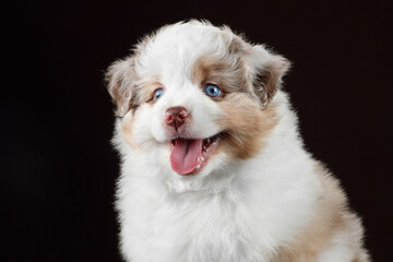 Cute fluffy American Miniature Shepherd puppy, close-up portrait