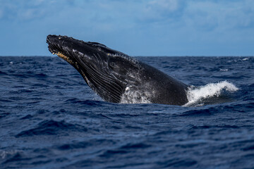 Humpback Whale Head Lunge near Lahaina, Maui, Hawaii