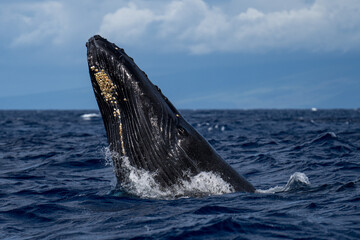 Humpback Whale Head Lunge near Lahaina, Maui, Hawaii