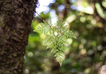 Green fern leaves in forest