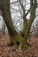 Obraz premium Sad foggy landscape with trees, depressed mood scenery in gray mist, Nemosicka stran during late autumn and winter season