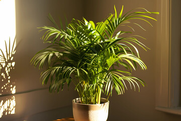 A luscious Parlor Palm plant, elegantly nestled in a decorative pot, brings a touch of vibrant greenery and natural charm to the interior ambiance of a cozy home