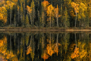 Naklejka premium Autumn forest reflected in water. Colorful autumn morning in the mountains.