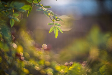 autumn leaves in the forest