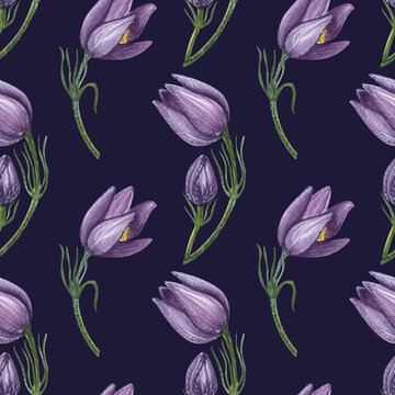 Purple flower seamless pattern. First spring wild Pulsatilla, Eastern pasqueflower, prairie crocus, rock lily. Hand-drawn watercolor illustration on dark background. For textile, print, wrapping