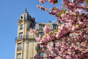 Immeuble haussmannien à Paris et fleurs de cerisier au printemps