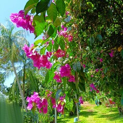 Fototapeta na wymiar Lindas flores de clima tropical. Bouganvillea