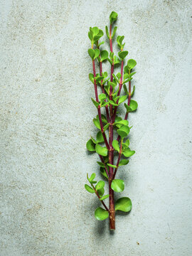 Spekboom (Portulacaria afra) on a granite background