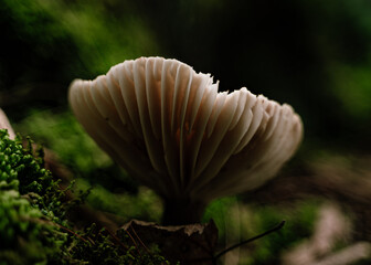 mushroom in the grass