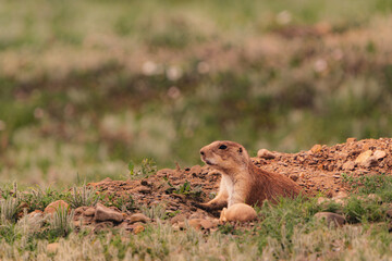 prairie dog in the grass