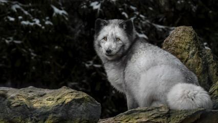 An Arctic Fox (Vulpes Lagopus)