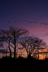 Silhueta de árvores no pôr-do-sol com céu colorido ao fundo e pássaros voando