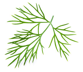Fototapeta premium Green dill leaves isolated on white background.