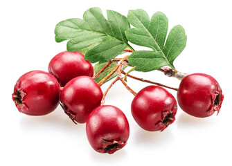 Branch of common hawthorn with berries closeup on white background.