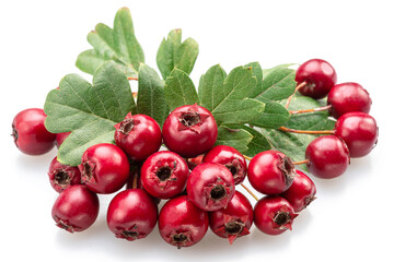 Branch of common hawthorn with berries closeup on white background.
